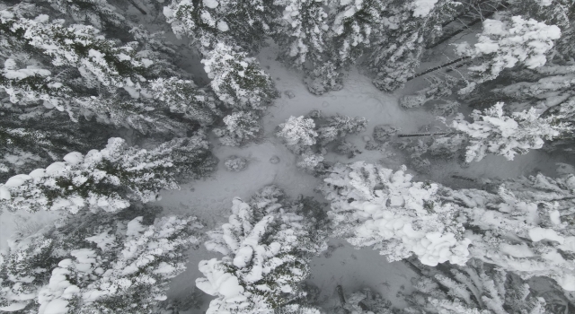 Kastamonu’da kar yağışının ardından ormanlar beyaz örtüyle kaplandı