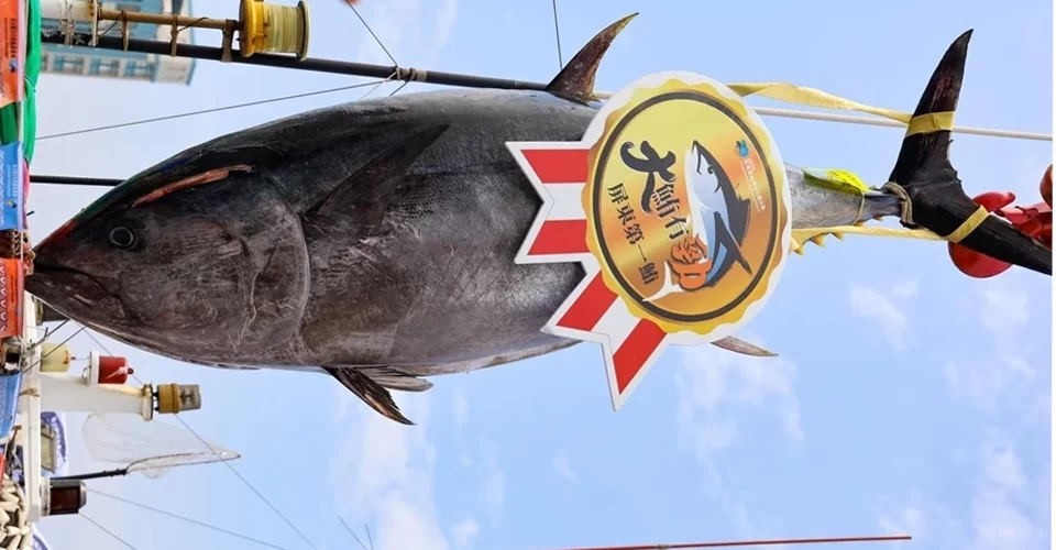 210 kg ağırlığındaki mavi yüzgeçli ton balığına rekor fiyat