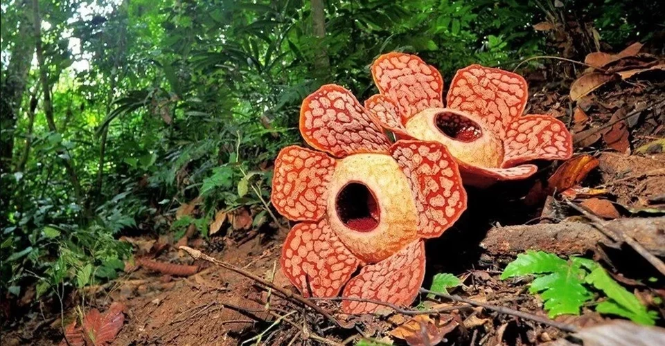 Dünyanın en büyük çiçeği, Endonezya’da ceset çiçeği açtı