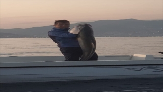 Alanya’da amatör balıkçı, olta ile 1 metre 60 santimetre uzunluğunda Akya tuttu