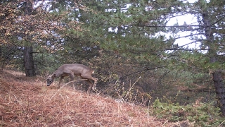 Çankırı’da yağmur altında ormanda yiyecek arayan kızıl geyikler fotokapanla görüntülendi