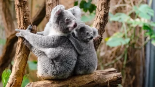 Bilim insanları koala spermlerini dondurarak neslinin tükenmesini önlemeyi değerlendiriyor