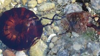 Çanakkale Boğazı’nda zehirli denizanaları görüldü: Uzmanlardan uyarılar