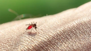Sivrisinekler neden bazı insanları daha fazla ısırır?