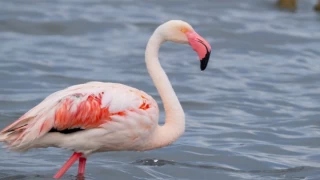 İzmit Körfezi onlarca flamingoya ev sahipliği yapıyor