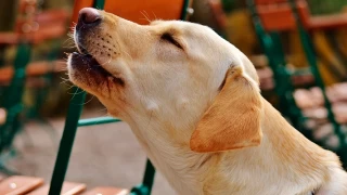 Köpekler ezan sesini duyduklarında neden ulurlar?